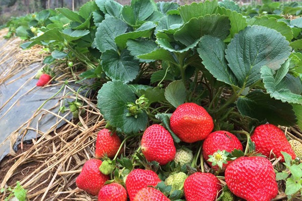 Bà con nên sử dụng những loại phân bón chuyên dụng cho dâu tây