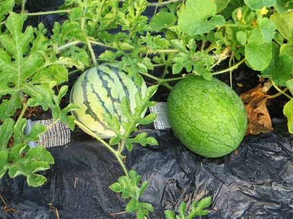 Phân bón giúp cung cấp thêm chất dinh dưỡng để dưa hấu phát triển và cho trái lớn, ngọt