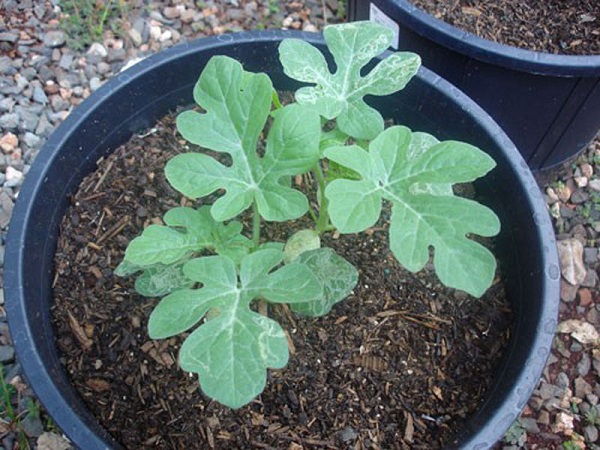 Dưa hấu có thể trồng vào bất cứ thời điểm nào trong năm