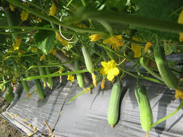 Kỹ Thuật Trồng Dưa Leo Cây Khỏe Cho Nhiều Trái