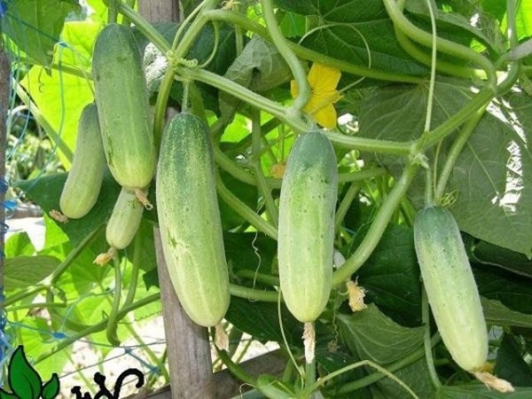 Kỹ Thuật Trồng Dưa Leo Cây Khỏe Cho Nhiều Trái