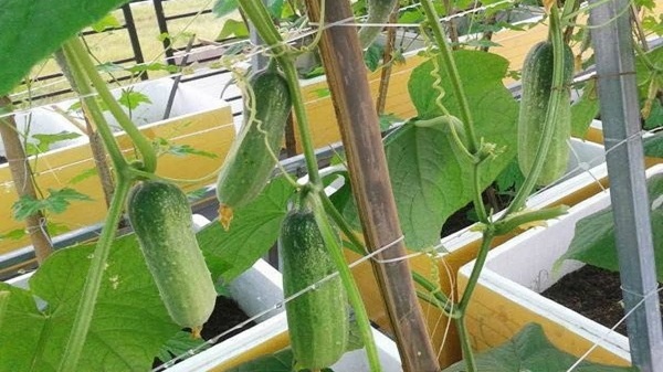 Thời vụ trồng dưa leo trong năm thường chia theo mùa với những ưu - nhược điểm riêng