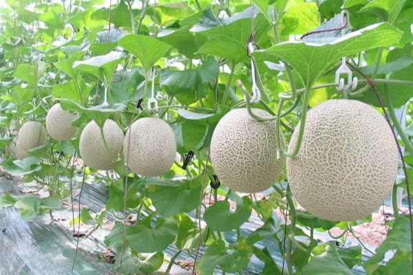 Chia Sẻ Kỹ Thuật Trồng Dưa Lưới Cho Năng Suất Vượt Trội