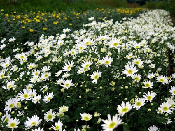 Mỗi ngày cây hoa cúc nên được tưới 2 lần vào sáng sớm và chiều mát