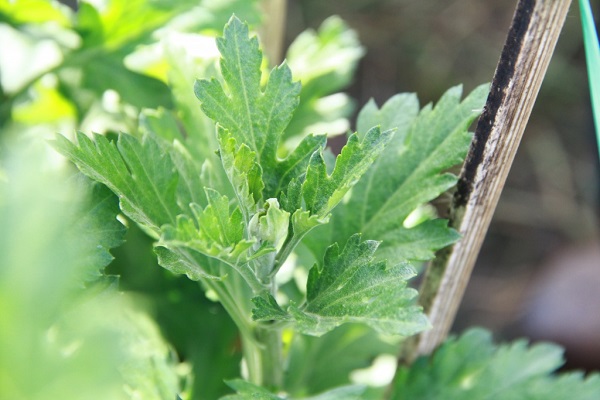 Thời vụ trồng hoa cúc thông thường sẽ bắt đầu vào tháng 10