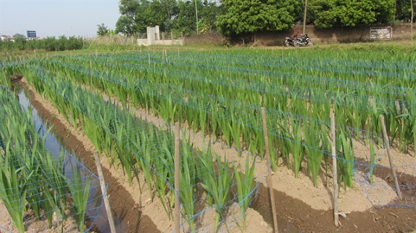 Điều kiện tự nhiên ảnh hưởng đến khả năng sinh trưởng của cây Dơn