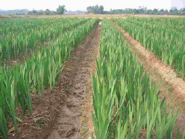 Cây dơn không được phòng trừ bệnh sẽ rất dễ bị tấn công