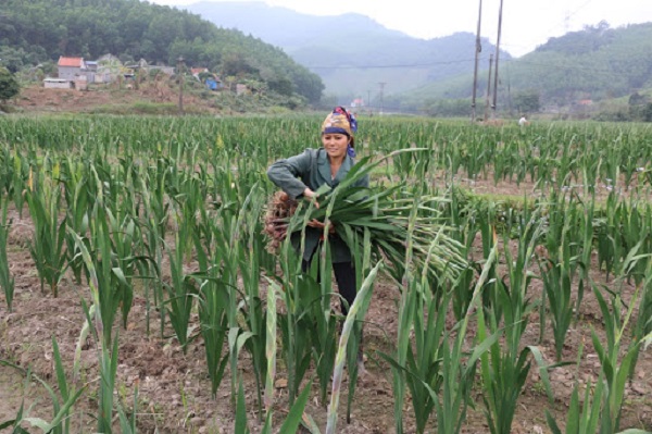 Kỹ Thuật Trồng Hoa Dơn Đảm Bảo Tỷ Lệ Sống Cao