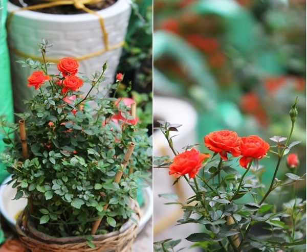 Kỹ Thuật Trồng Hoa Hồng Khỏe Mạnh - Cho Hoa Nhiều