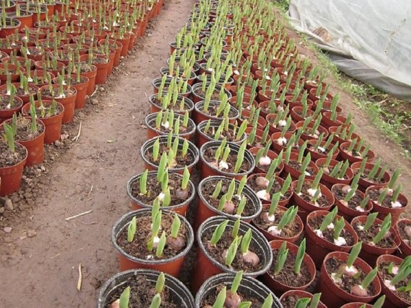 Hoa Ly có thể trồng vào bất cứ thời điểm nào trong năm, nhất là ở vùng khí hậu ôn đới