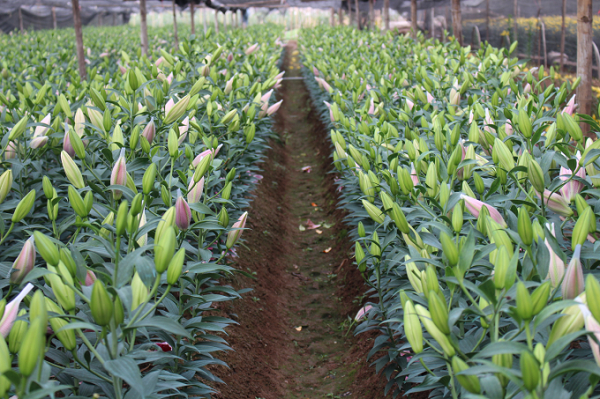 Chia Sẻ Kỹ Thuật Trồng Hoa Ly Cho Cây Khỏe - Ra Hoa Đẹp