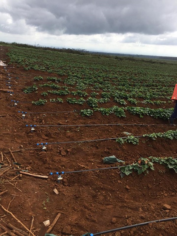 Khoai lang cần được chia theo từng giai đoạn để cung cấp lượng dinh dưỡng cho phù hợp