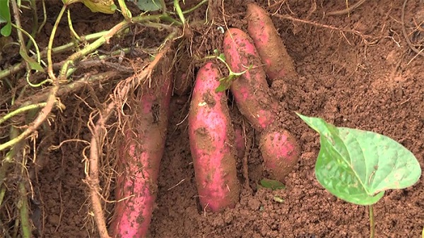 Kỹ Thuật Trồng Khoai Lang Nhật Đạt Hiệu Quả Cao