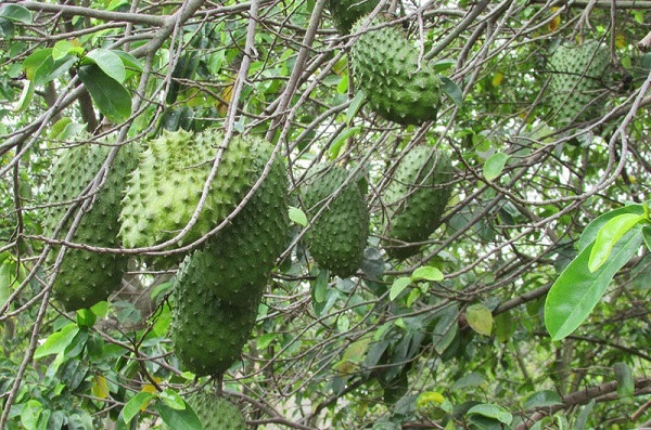 Sau khi hoa thụ phấn thành công khoảng 4 tháng thì trái mãng cầu có thể thu hoạch được