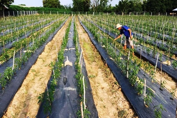 Đất trồng ớt cần đảm bảo độ thoáng khí tốt, giàu mùn cưa, tới xốp