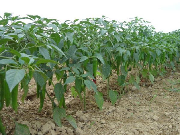 Hiện nay biện pháp phòng trừ sâu bệnh cho cây ớt bằng thuốc hóa học vẫn được sử dụng phổ biến