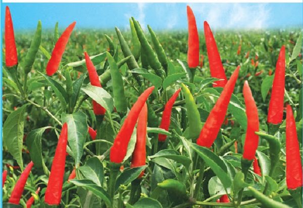 Đất trồng ớt cần đảm bảo độ thoáng khí tốt, giàu mùn cưa, tới xốp