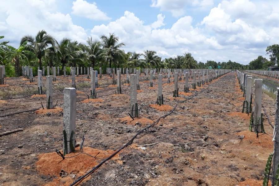 Cải tạo đất trước khi trồng thanh long