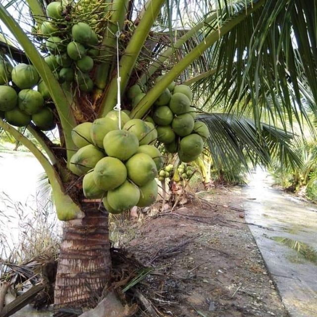 Hướng Dẫn Kỹ Thuật Trồng Cây Dừa Xiêm Cho Nhiều Trái