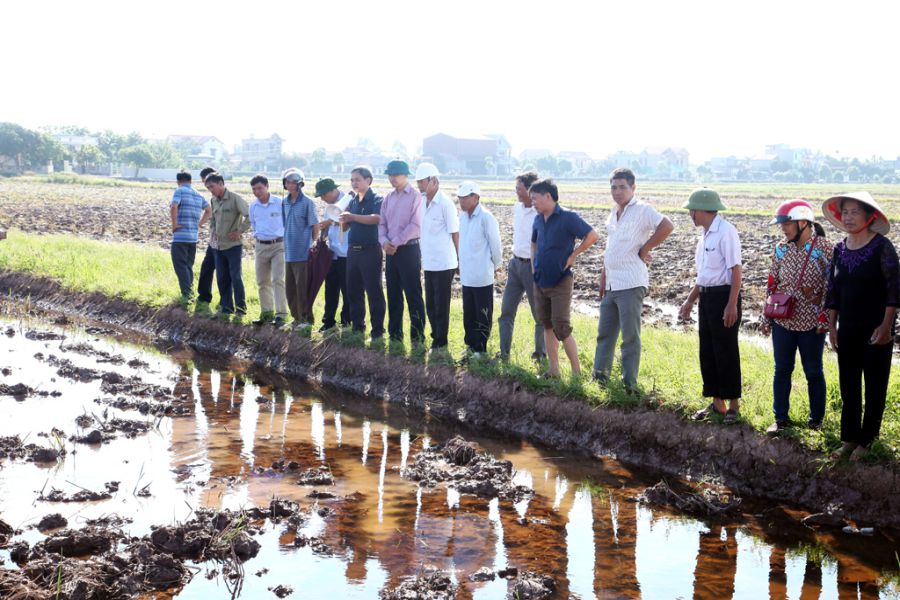 Không sử dụng các loại thuốc diệt cỏ ảnh hưởng đến môi trường