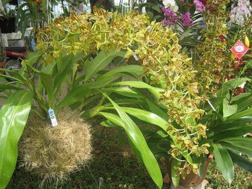 Lan vũ nữ hoàng hậu