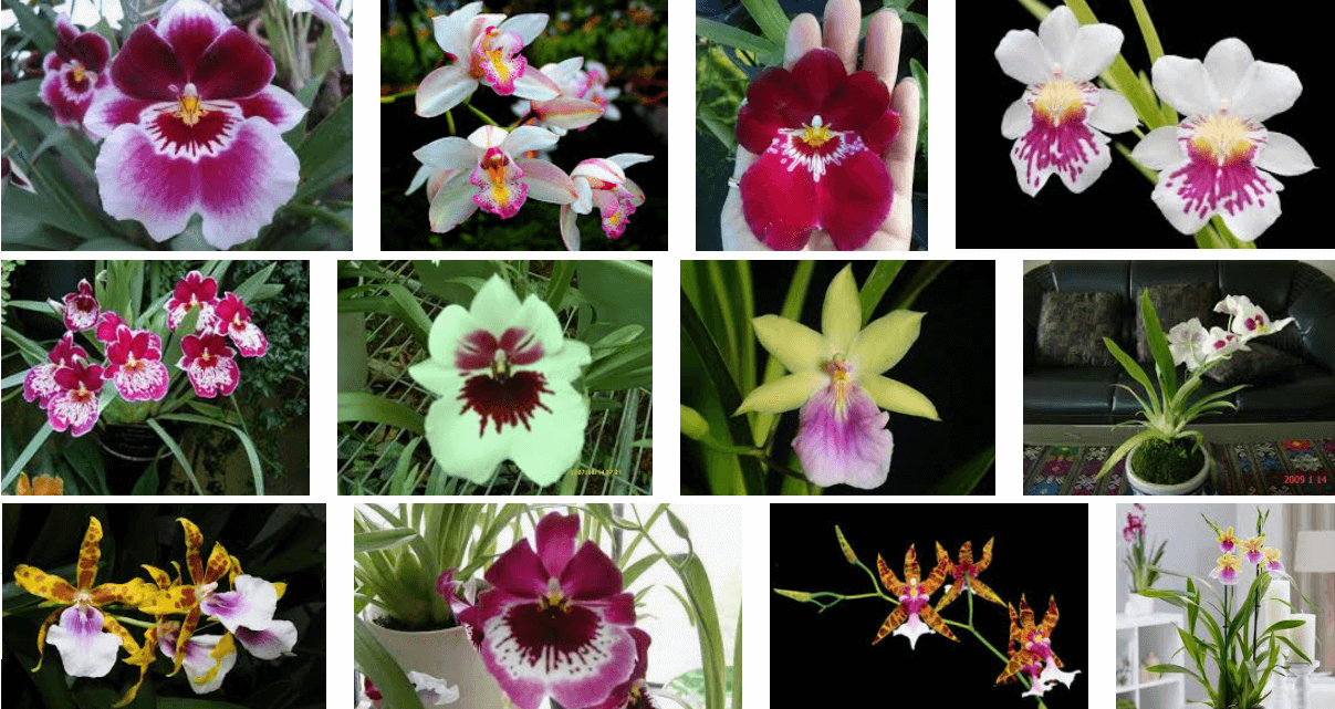 Top 7 lan vũ nữ làm mê mẩn lòng người