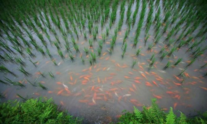 Mô hình nuôi cá trong ruộng lúa