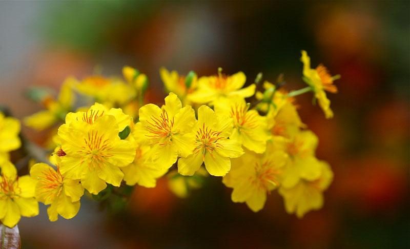 Cách kích thích nụ cây mai nở đúng dịp Tết 2021