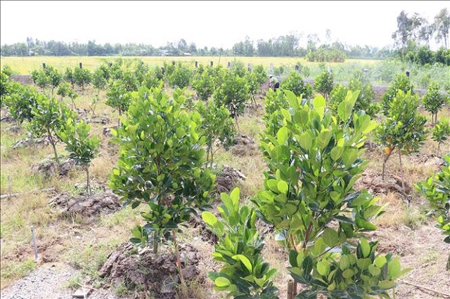 Cây mít Thái siêu sớm cần được cắt tỉa định kỳ để đảm bảo điều kiện sinh trưởng tốt nhất