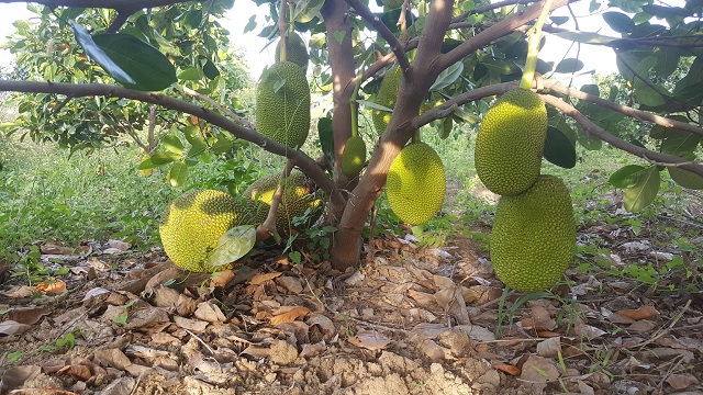 Những Điều Chưa Biết Về Giống Mít Thái Siêu Sớm