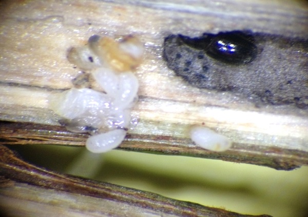 Cách Để Diệt Trừ Mọt Đục Cành Cà Phê