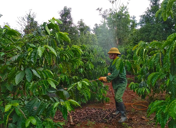 Hiện tại vẫn chưa có loại thuốc đặc trị loại mọt đục cành này nên chỉ có thể dùng thuốc lưu dẫn thẩm thấu cao để diệt mọt trường thành
