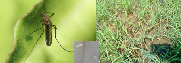 Vòng đời của mỗi hành từ 25 - 35 ngày