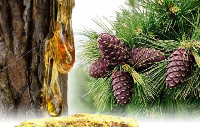 Trong Mỹ Phẩm Sử Dụng Nhựa Thông Để Làm Gì?