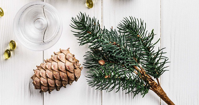 Nhựa thông được nghiên cứu và khẳng định có thành phần giúp chữa lành vết thương nhanh chóng