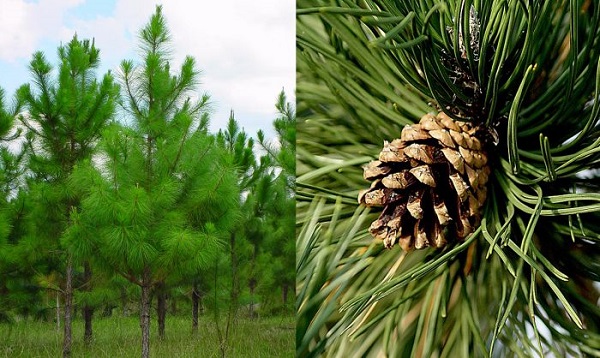 Trong Y Học Nhựa Thông Dùng Để Làm Gì?