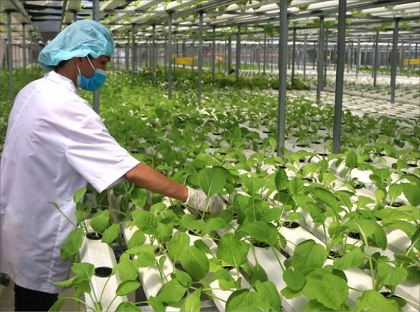 Nông Nghiệp Hữu Cơ Và Những Lợi Ích Mang Lại