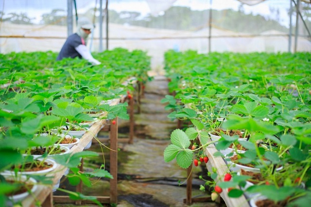 Phân Tích Rõ Khái Niệm Nông Nghiệp Sạch Là Gì