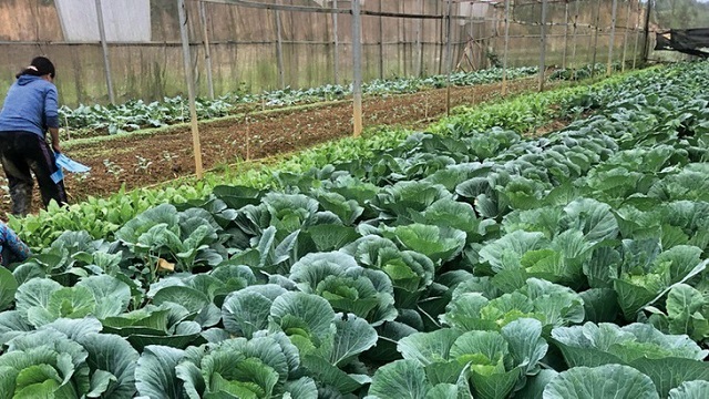 Nông nghiệp sạch cần được triển khai dần từ quy mô nhỏ lẻ đến quy mô lớn