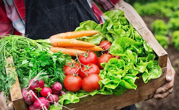 Sử dụng phân bón hữu cơ để chăm sóc nông sản là cách để tránh gây hại đến tài nguyên đất