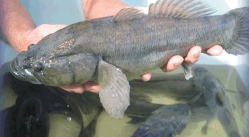 Nuôi cá bống tượng trong ao