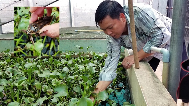 Bí Quyết Nuôi Cà Cuống Làm Giàu Của Người Có kinh Nghiệm