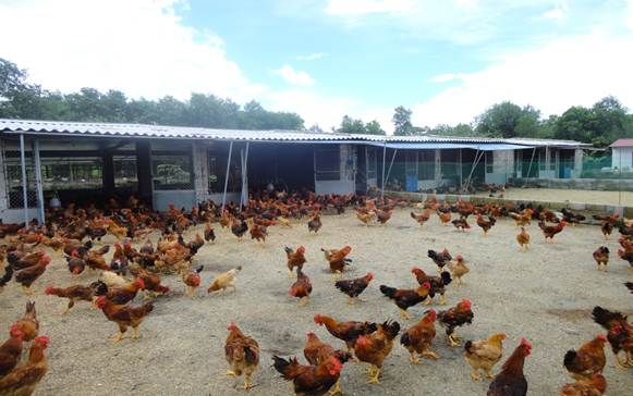 Nuôi gà trên cát không khó