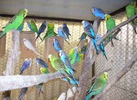 Lồng nuôi chim yến phụng