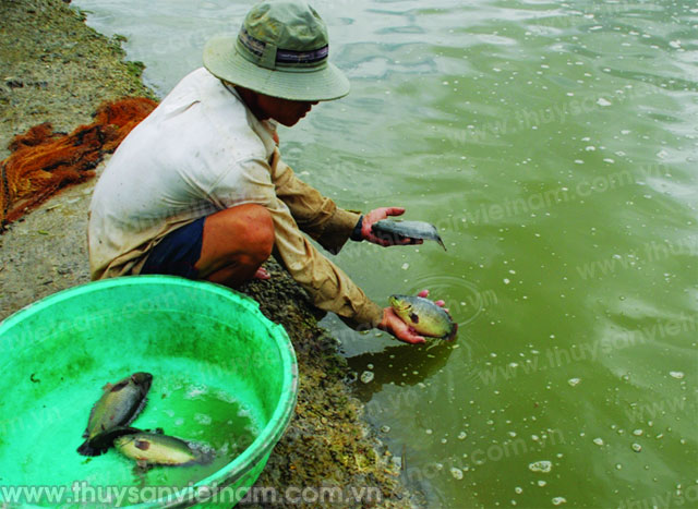Cơn sốt nuôi cá rô đầu vuông