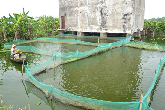 cách nuôi cá rô đầu vuông