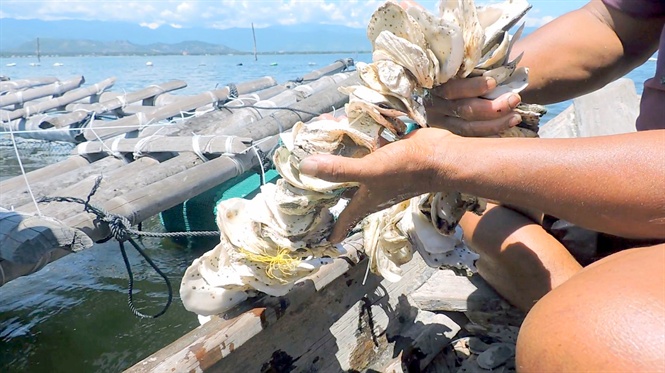 Kinh nghiệm nuôi con hàu