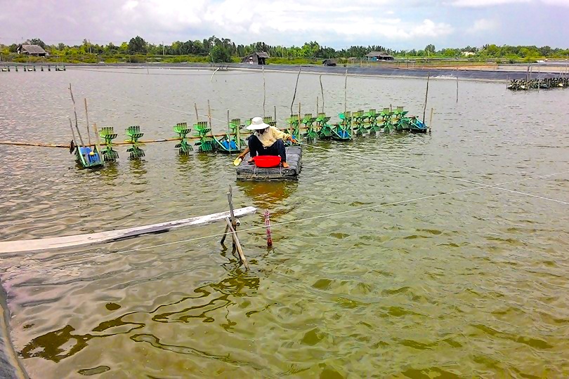 Nước lợ là gì?