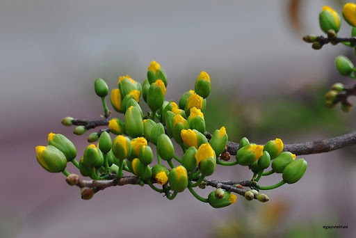 Thời điểm kích nụ cây mai