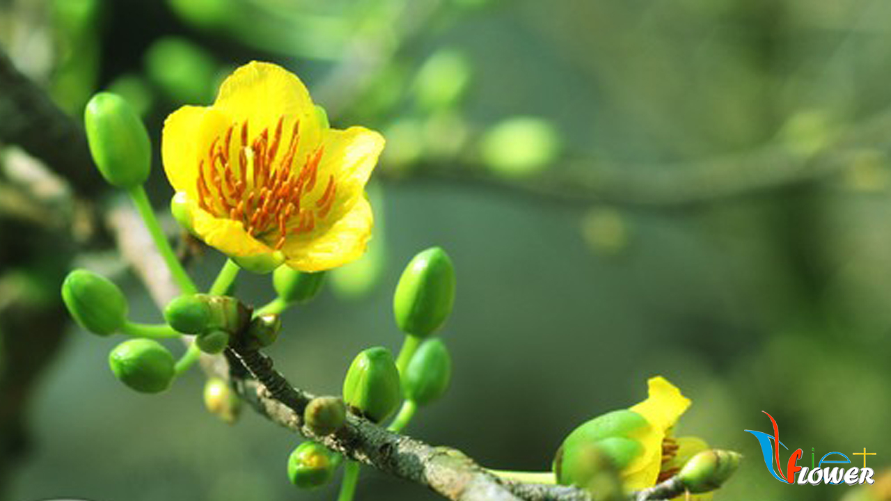 Điều kiện môi trường kích thích nụ cây mai